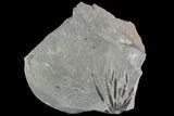 Pennsylvanian Fossil Horsetail (Annularia) Whorl - Kentucky #112901-1